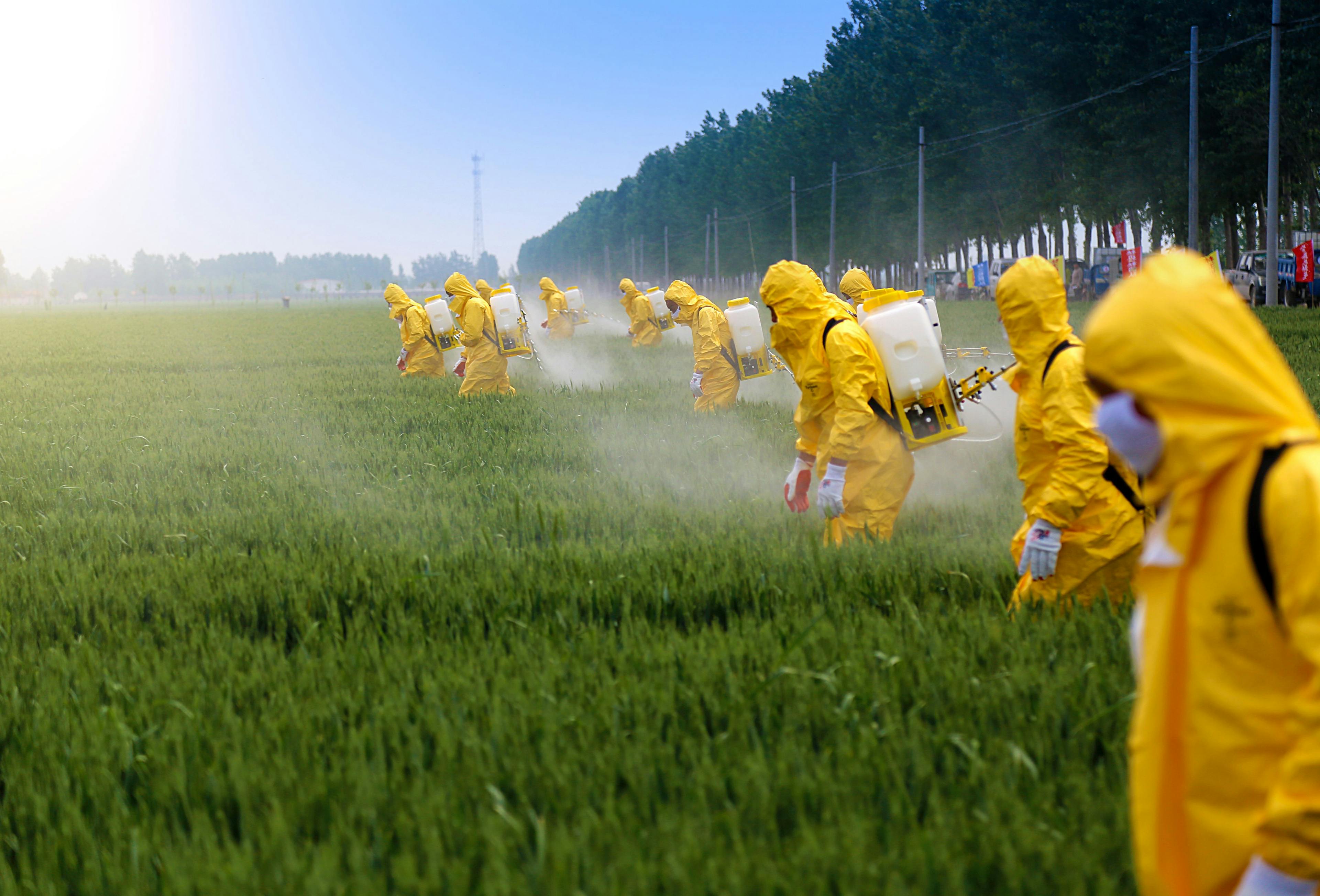 Farmers sprying pesticide in wheat field wearing protective clothing | Image Credit: ©