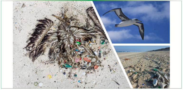 FIGURE 2: Plastics on Midway Island and stomach contents of an albatross in the NW Hawaiian Islands.