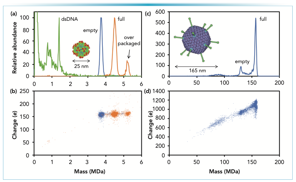 FIGURE 2: CDMS measurements for gene therapy vectors adeno-associated virus and adenovirus. (a) Mass distributions for AAV8 empty (blue line) and AAV8 with a CMV-eGFP genome (orange line). The inset shows an image of AAV. The green line shows the spectrum measured for AAV8-eCMV-GFP after incubation to release the genome. The sharp peak at 1.37 MDa is because of the CMV-eGFP genome that has base paired in solution. (b) Charge versus mass scatter plots for AAV8 empty (blue dots) and AAV8-CMV-eGFP (orange dots). Each point is the charge and mass measurements for a single ion. (c) Mass distribution measured for HAdV5. The inset shows an image of adenovirus. (d) Charge versus mass scatter plot for HAdV5.