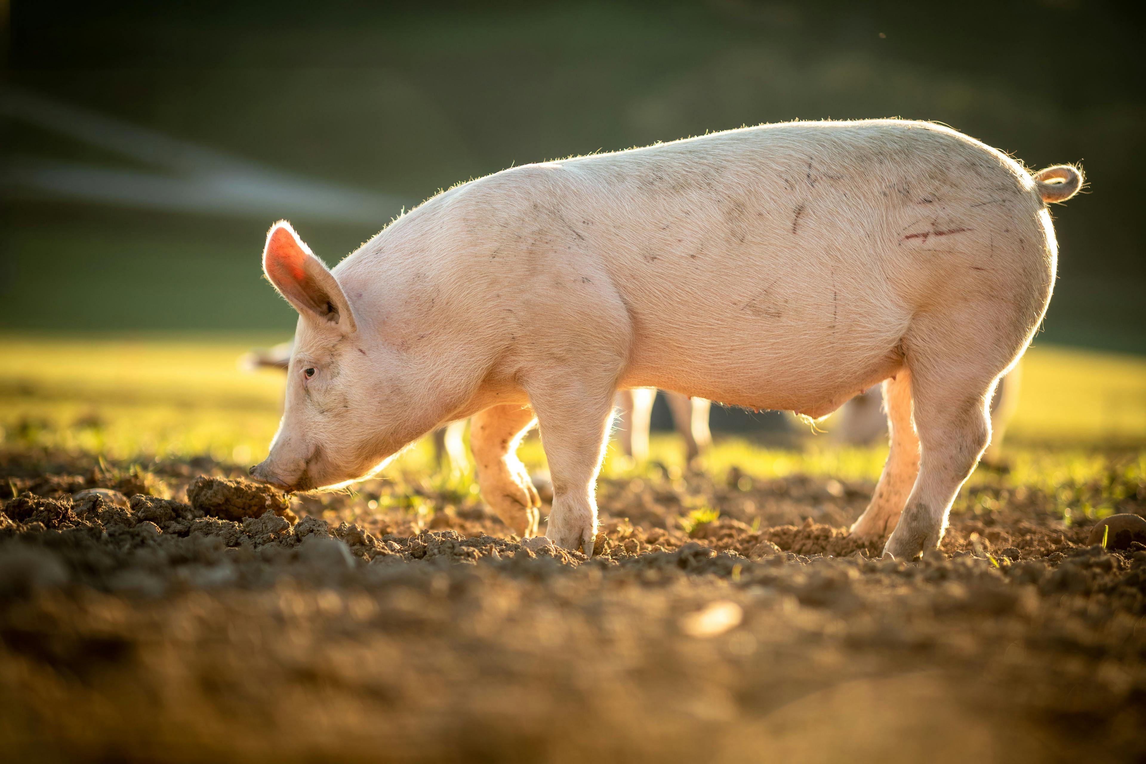 A swine standing on soil at a farm.