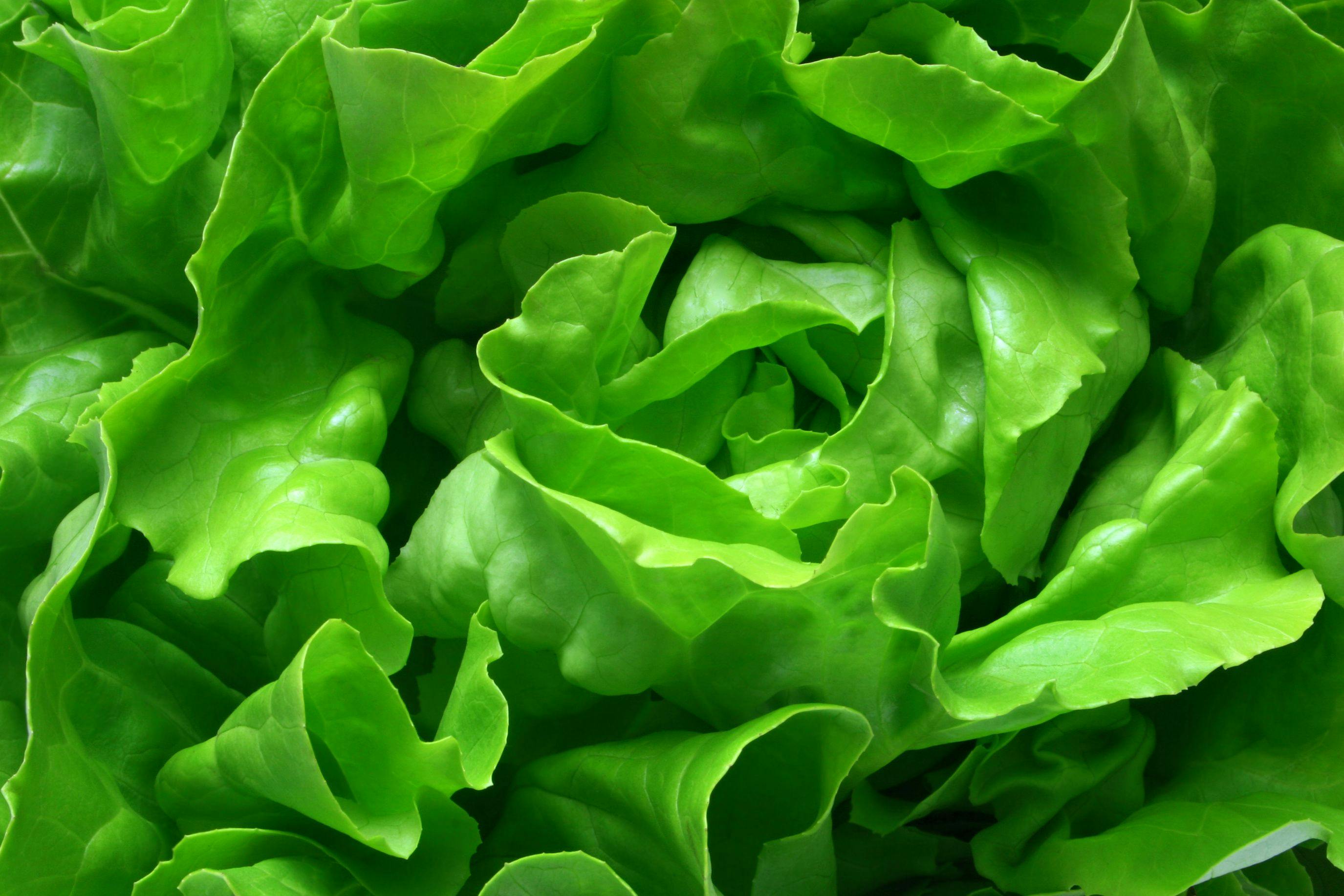 butterhead lettuce 1 | Image Credit: © Tomboy2290 - stock.adobe.com
