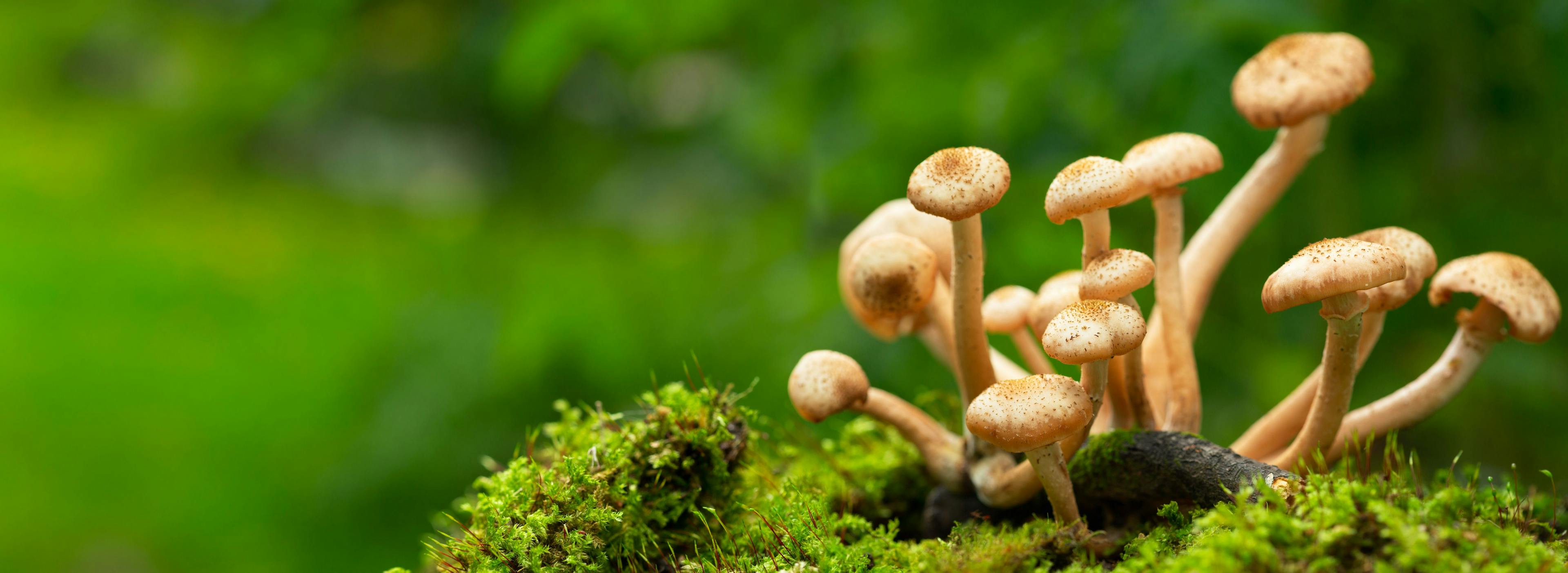 Edible mushrooms in a forest on green background | Image Credit: © Nitr - stock.adobe.com
