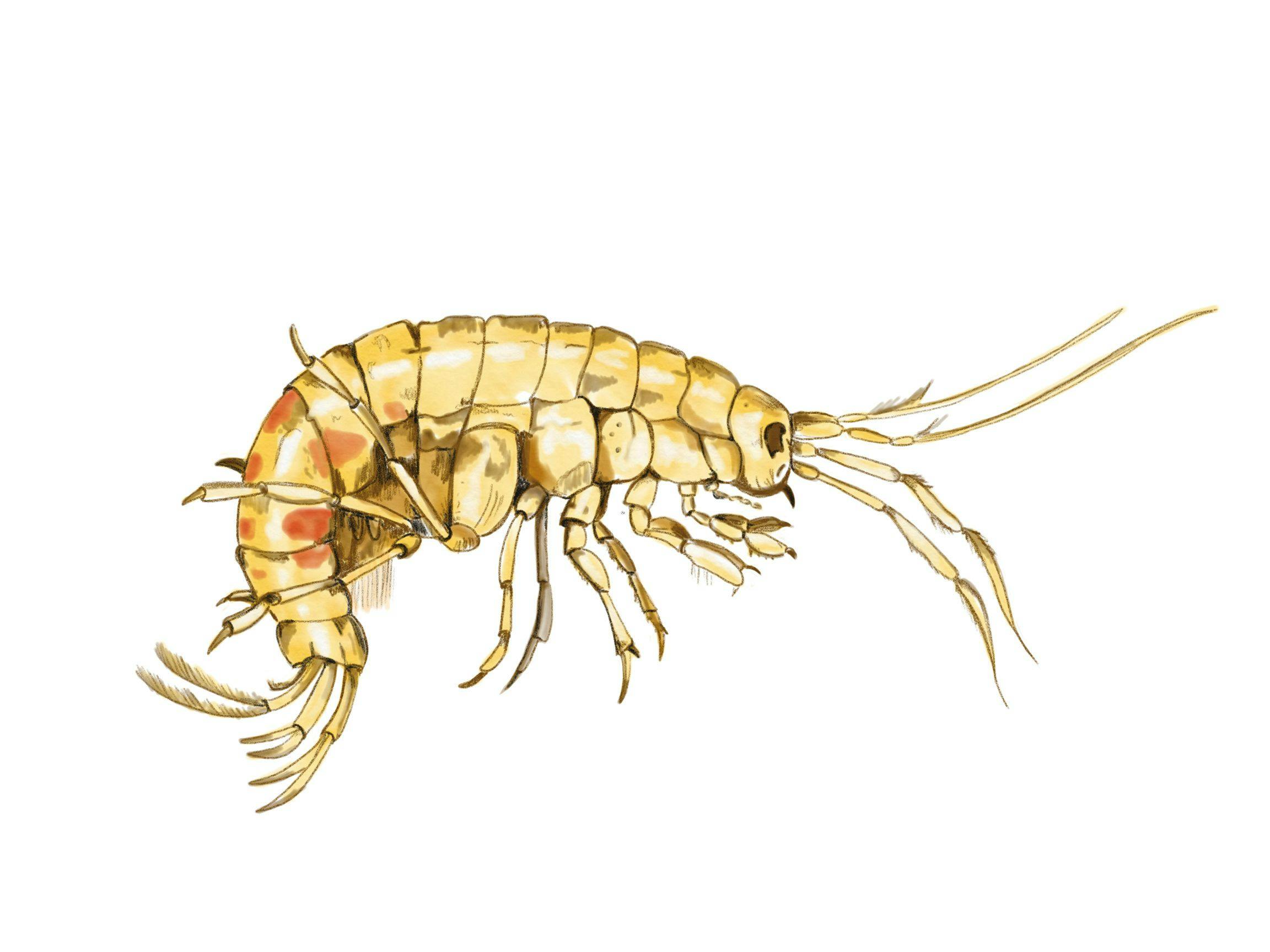 Common freshwater shrimp, Gammarus fossarum | Image Credit: © Melanie - stock.adobe.com