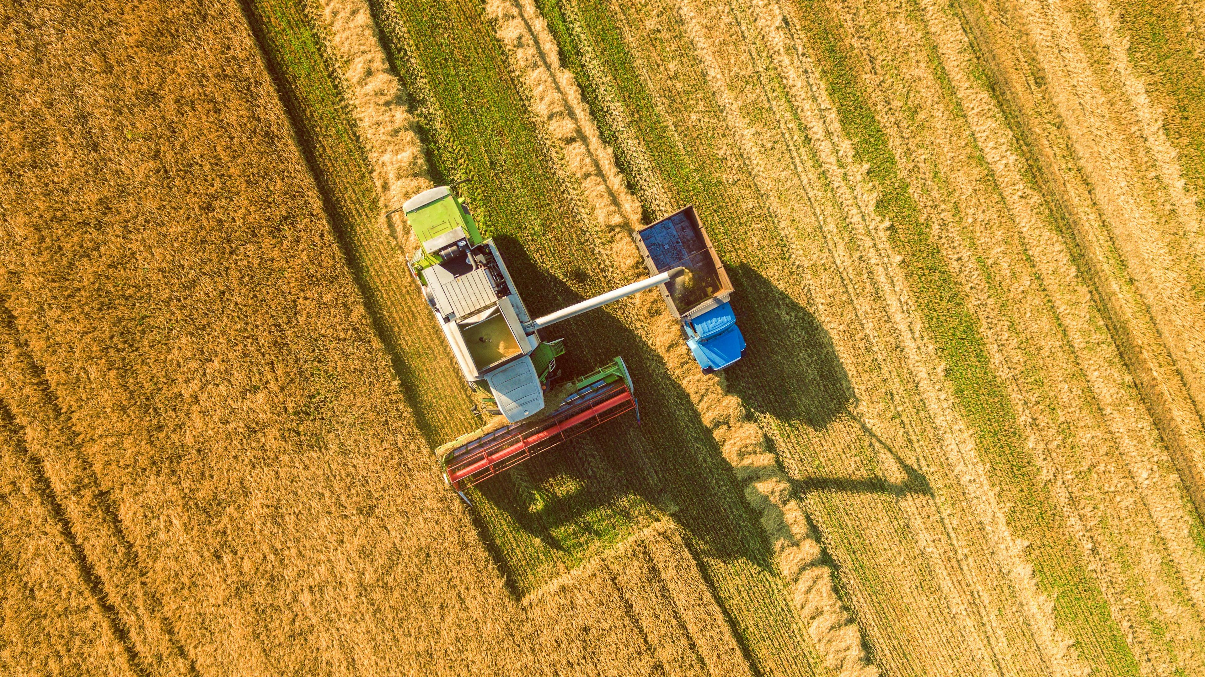 Harvester machine working in field. Combine harvester agriculture machine harvesting golden ripe wheat field. Agriculture. Aerial view. From above. | Image Credit: © LALSSTOCK - stock.adobe.com.
