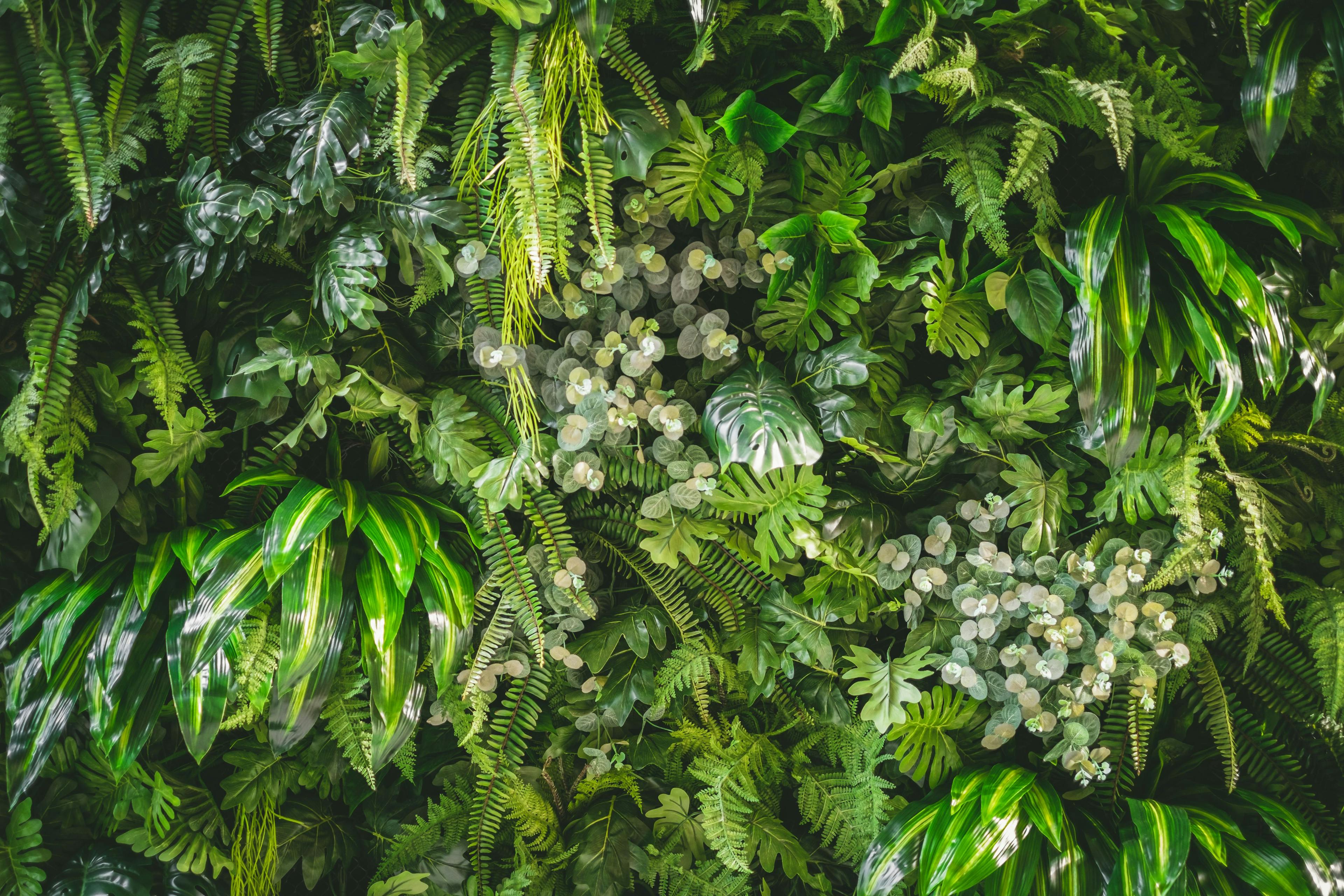 walll full of variety of green leaf topical plants some with flowers for background use. | Image Credit: © mrwinn - stock.adobe.com