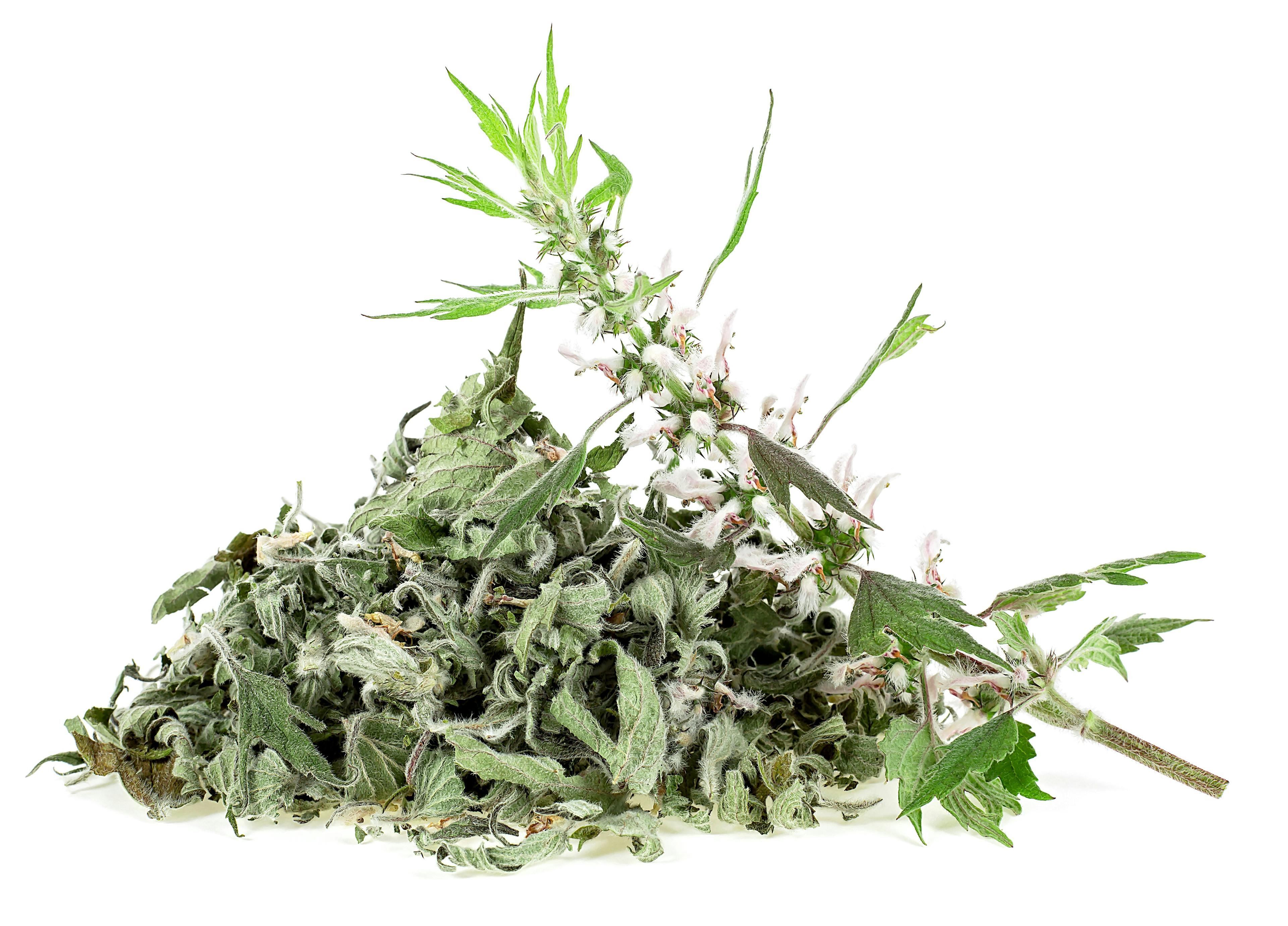 Pile of dried motherwort plant and fresh branch of motherwort isolated on a white background. Herbal medicine - Leonurus Cardiaca. | Image Credit: © domnitsky