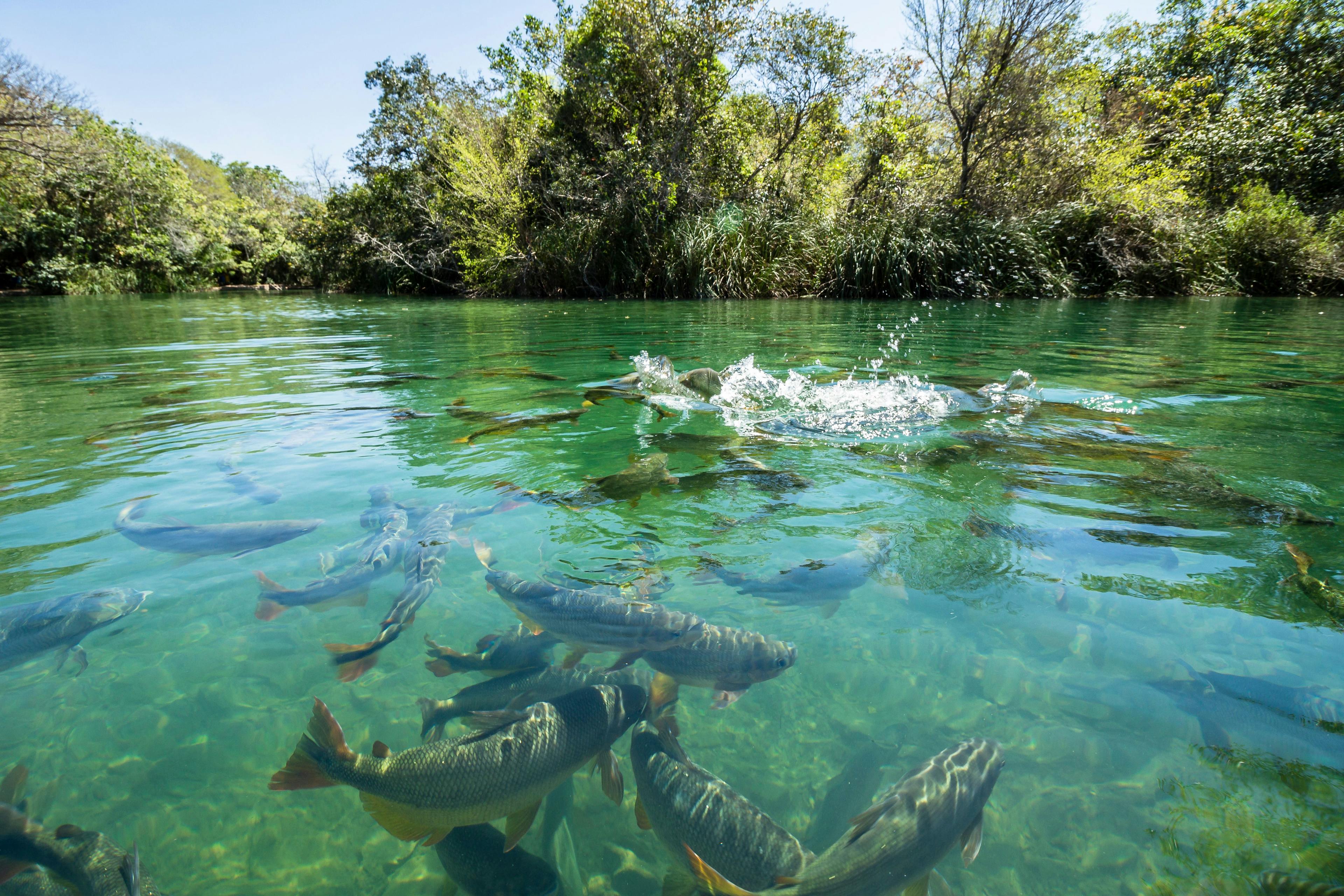 Big fishes in cristal clear water river | Image Credit: © Carolina - stock.adobe.com