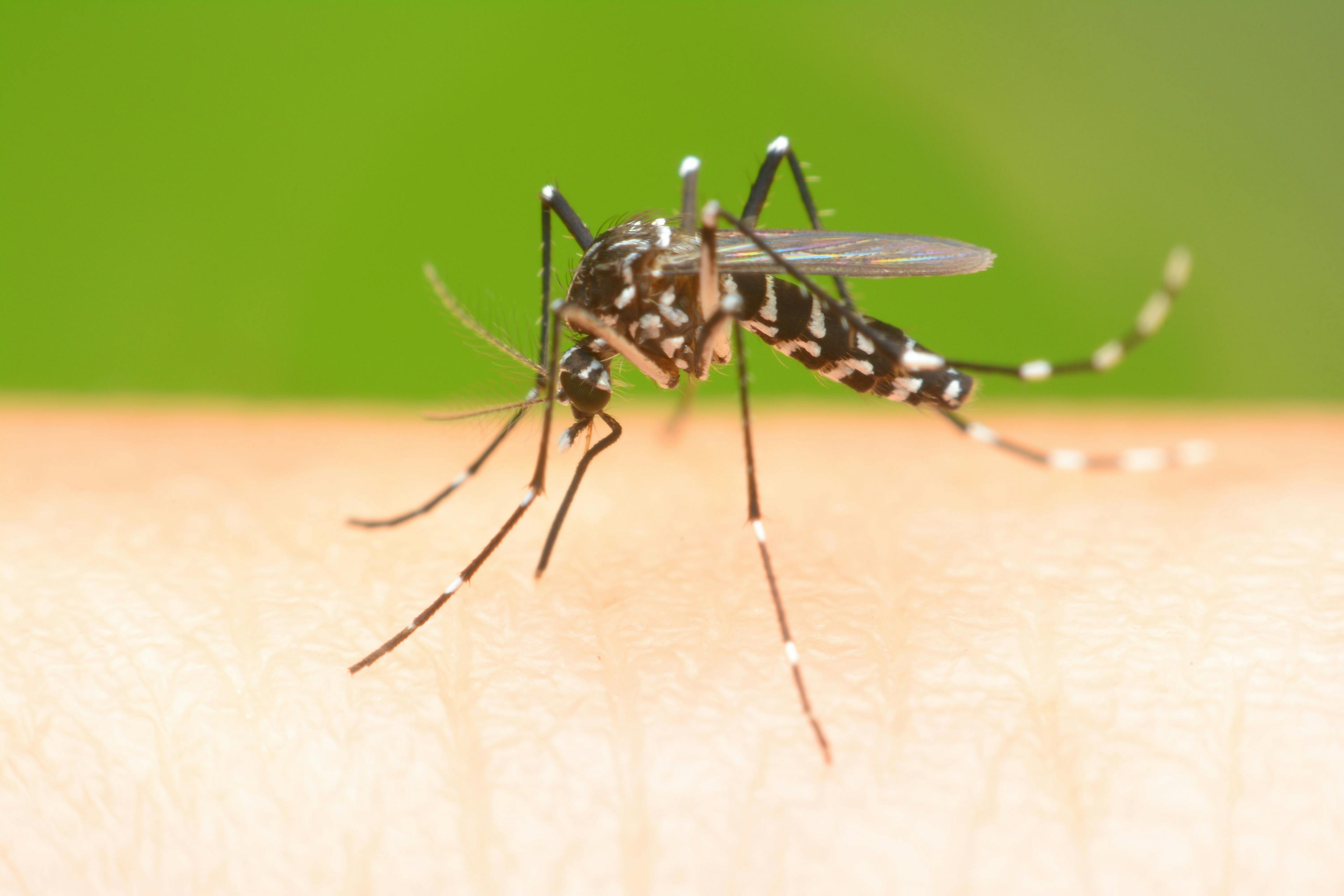 Mosquito on a human hand sucking blood | Image Credit: © bankerfotos - stock.adobe.com