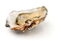 oyster-750356-1408612807545.jpg