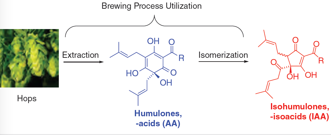 Liquid Chromatography–Mass Spectrometry Analysis of Hop-Derived Humulone and Isohumulone Constituents in Beer:  The Bitter Truth of Hops Utilization During Brewing