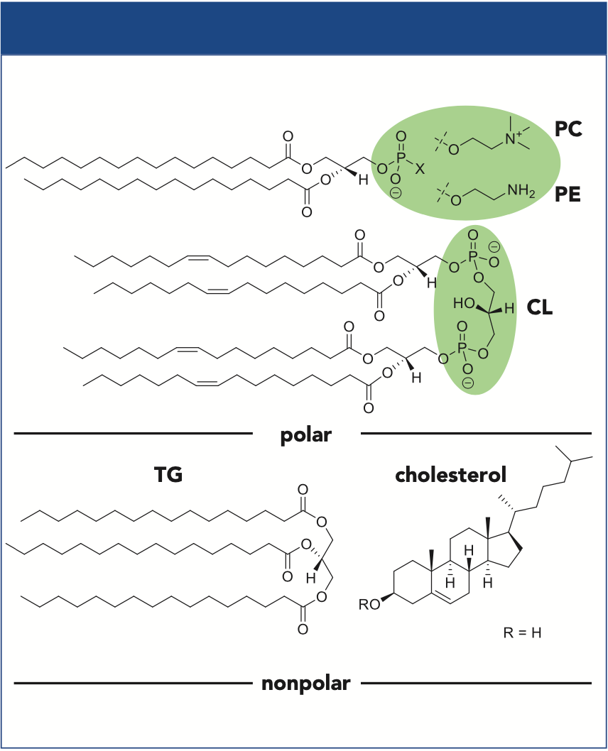 Figure 1: Selected structures of nonpolar lipids and polar PLs. HILIC separation of PLs takes place according to their polar head groups (shown in green).