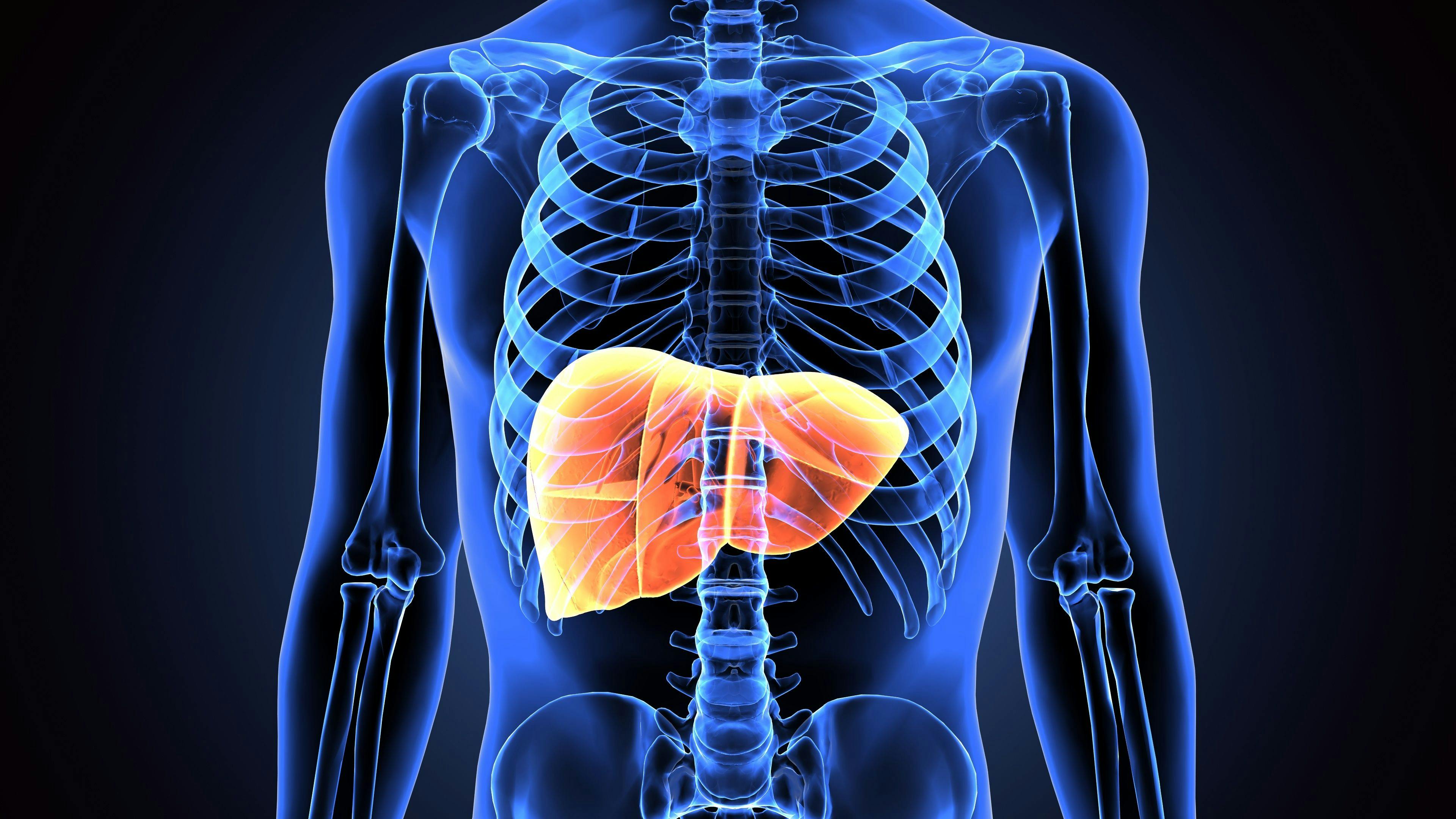 3d illustration of human body liver | Image Credit: © PIC4U - stock.adobe.com