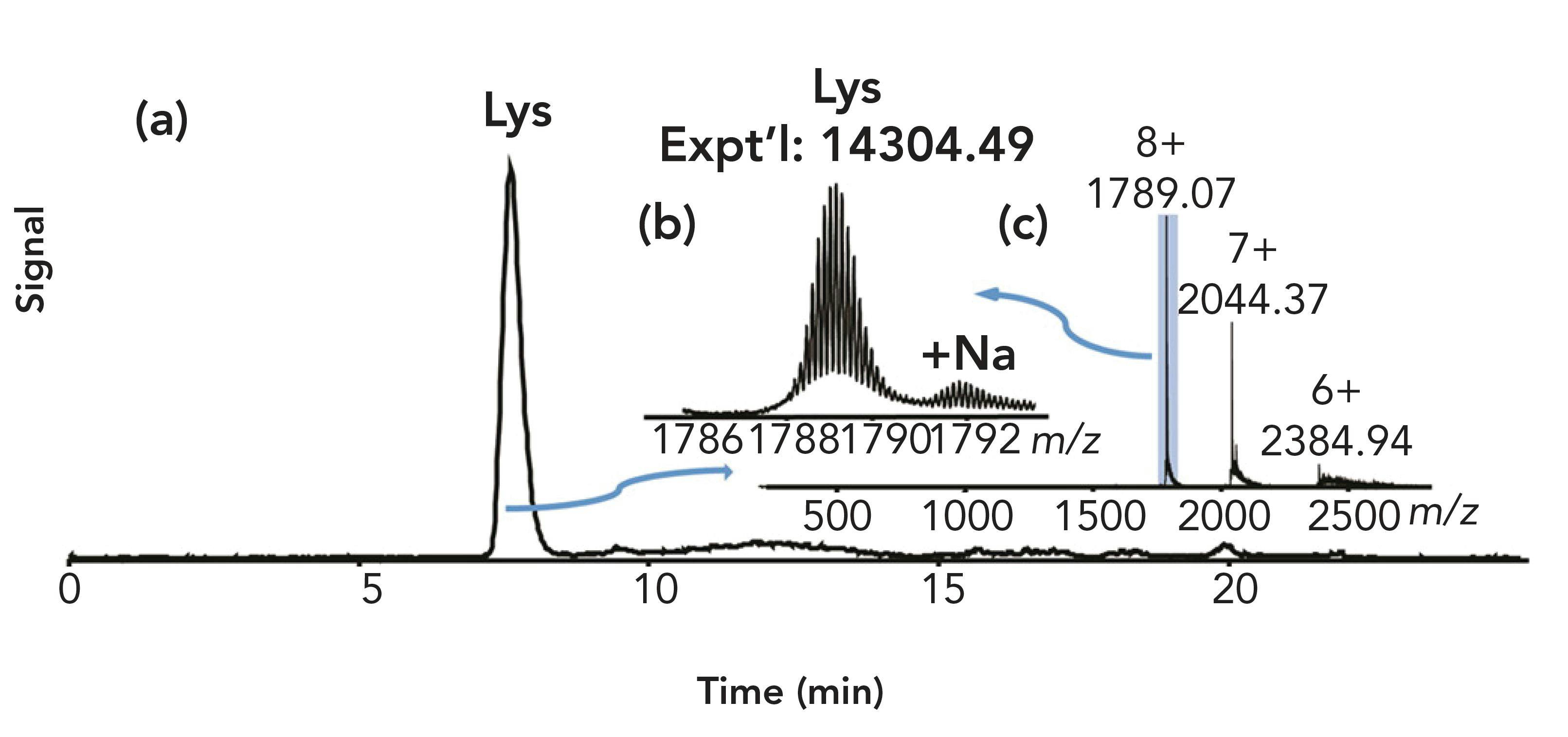 FIGURE 2: HIC–MS of lysozyme on a PolyHEXYL A capillary. (a) The total ion chromatogram (TIC). (b) Zoom-in on mass spectrum of charge state 8+, showing the correct mass for lysozyme. (c) Mass spectrum. Figure adapted from reference (5).