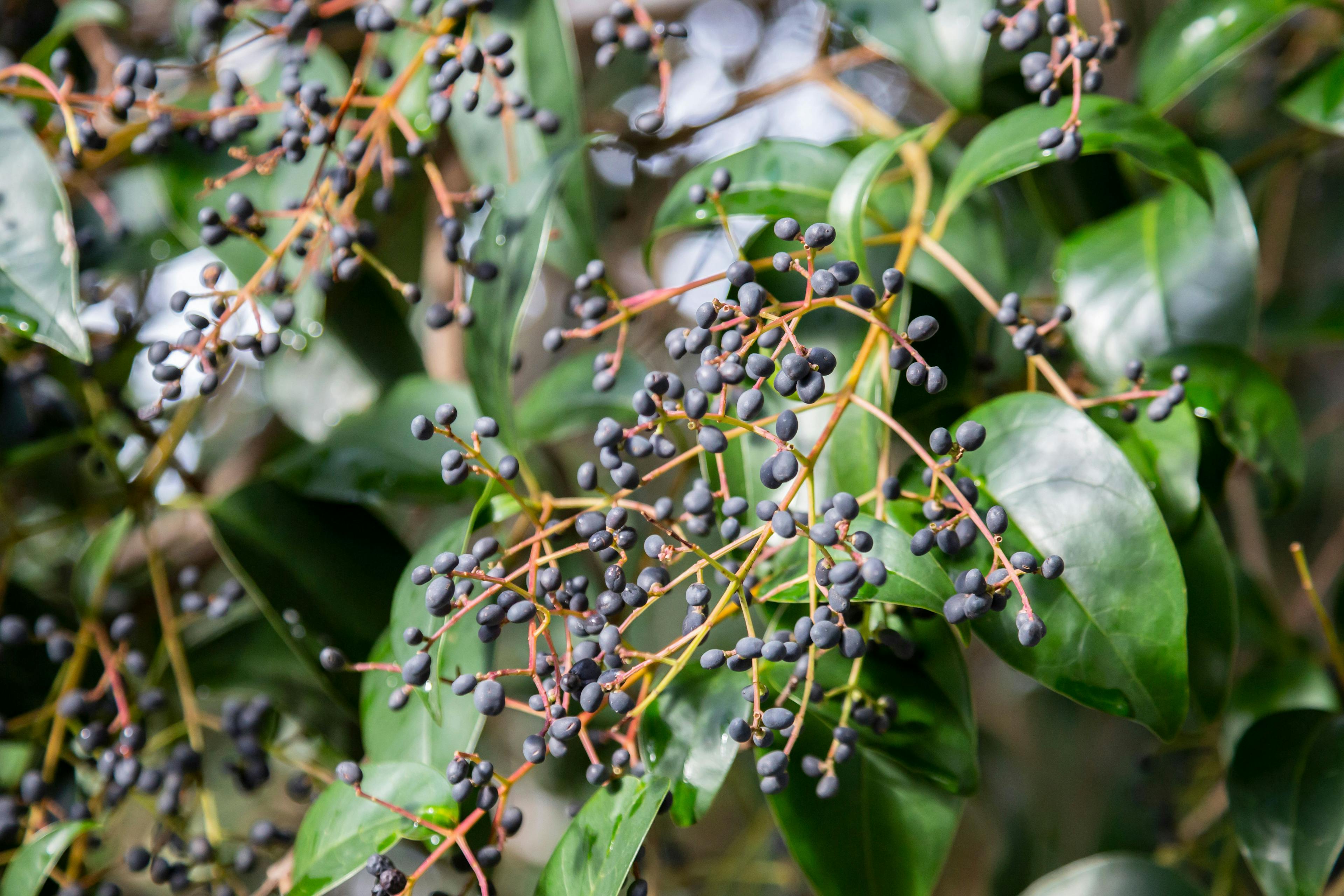 Ligustrum tree with blue berries on a tree branch | Image Credit: © Anna - stock.adobe.com