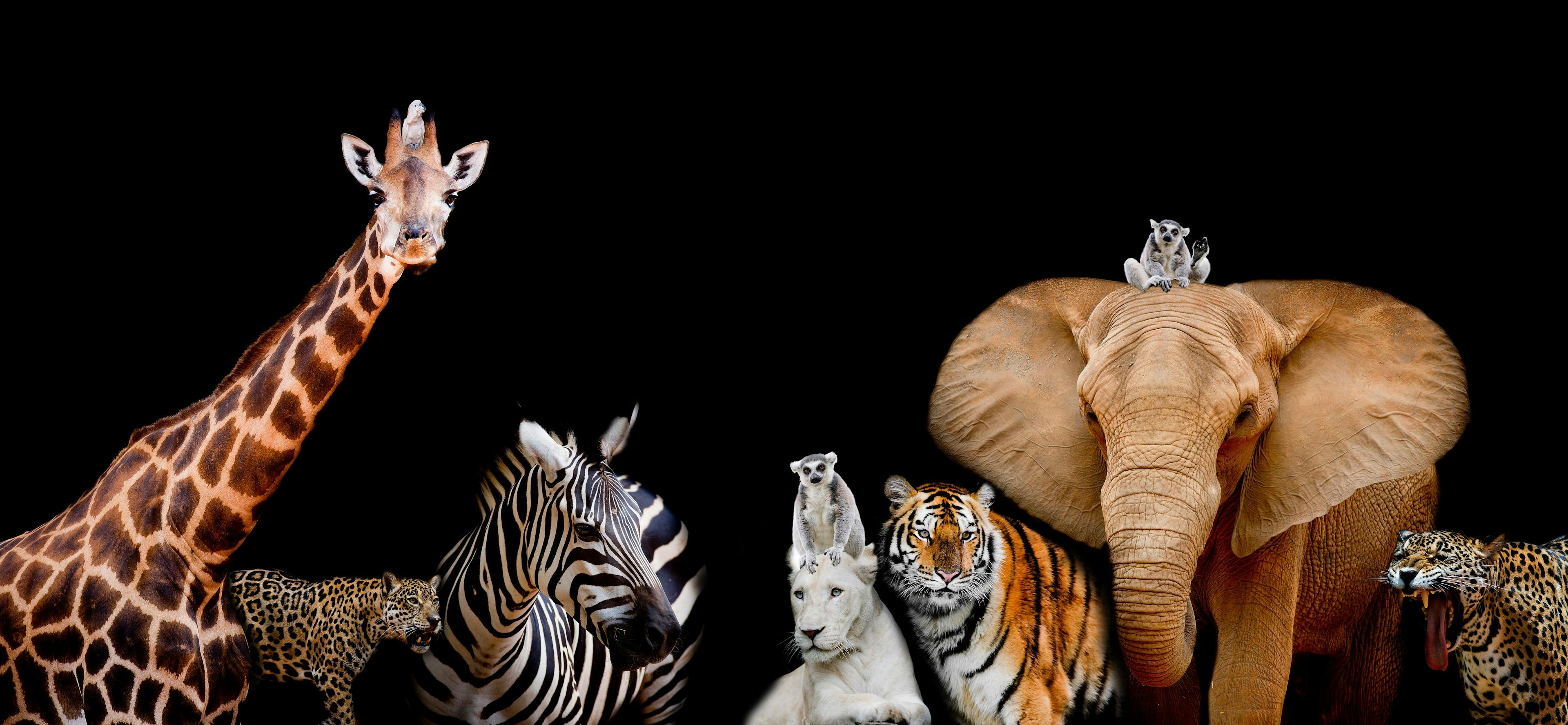 A group of animals are together on a black background with text | Image Credit: © art9858 - stock.adobe.com