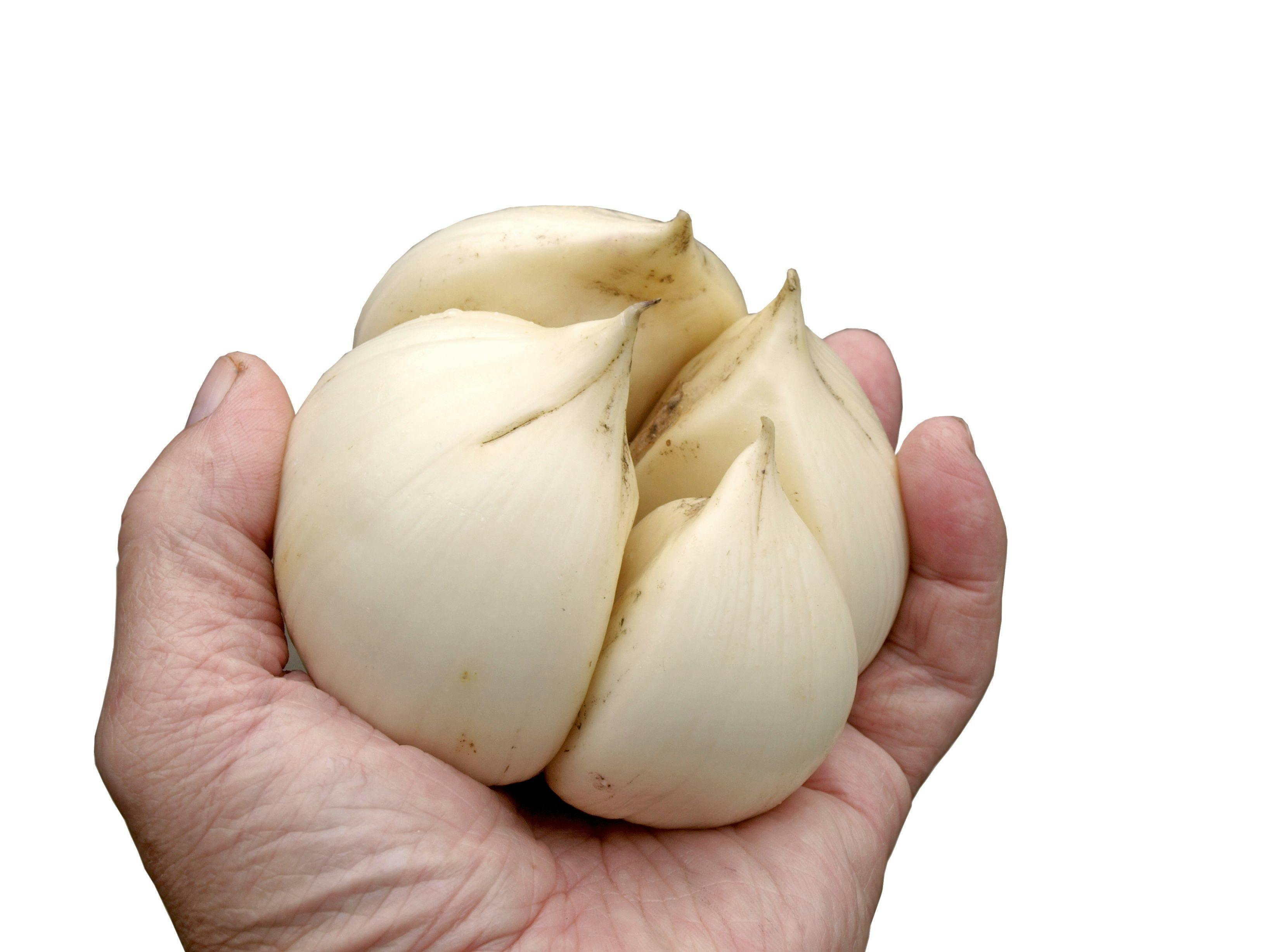 Giant garlic | Image Credit: © Viesturs Kalvans - stock.adobe.com