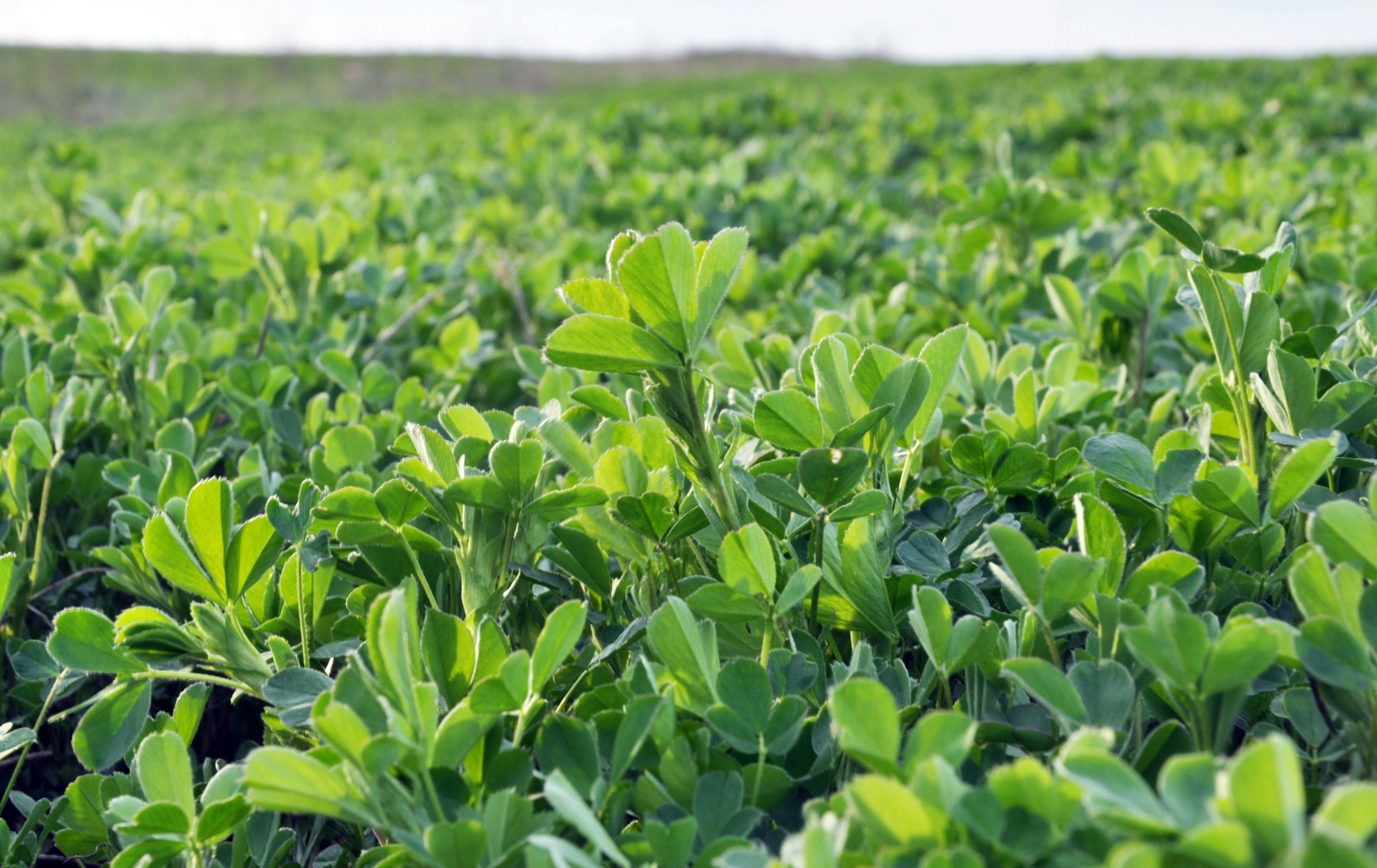 In the spring field young alfalfa grows | Image Credit: © orestligetka - stock.adobe.com