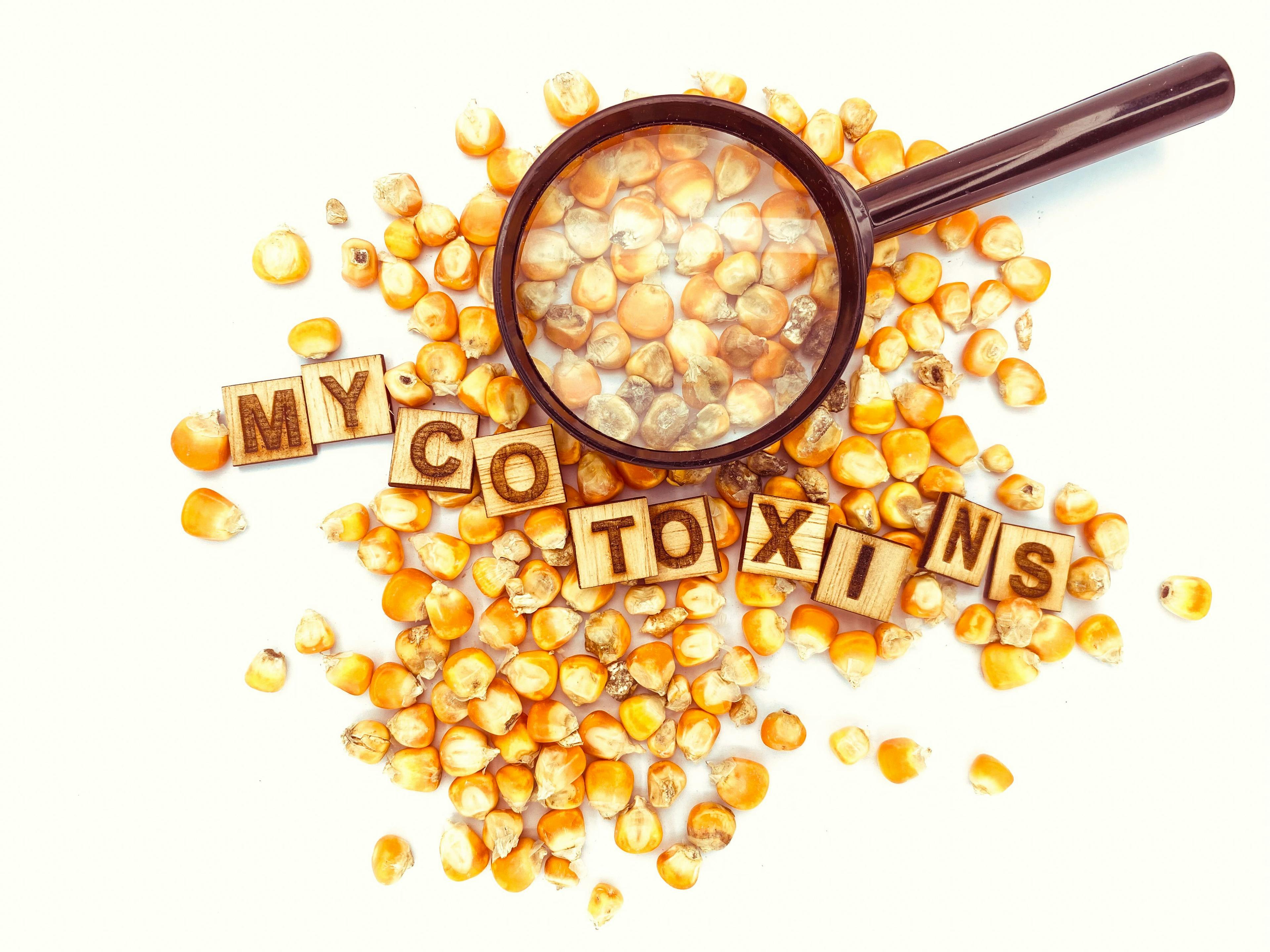 Awareness Mycotoxins in Corn for Animal feed | Image Credit: © Unique Graphics - stock.adobe.com