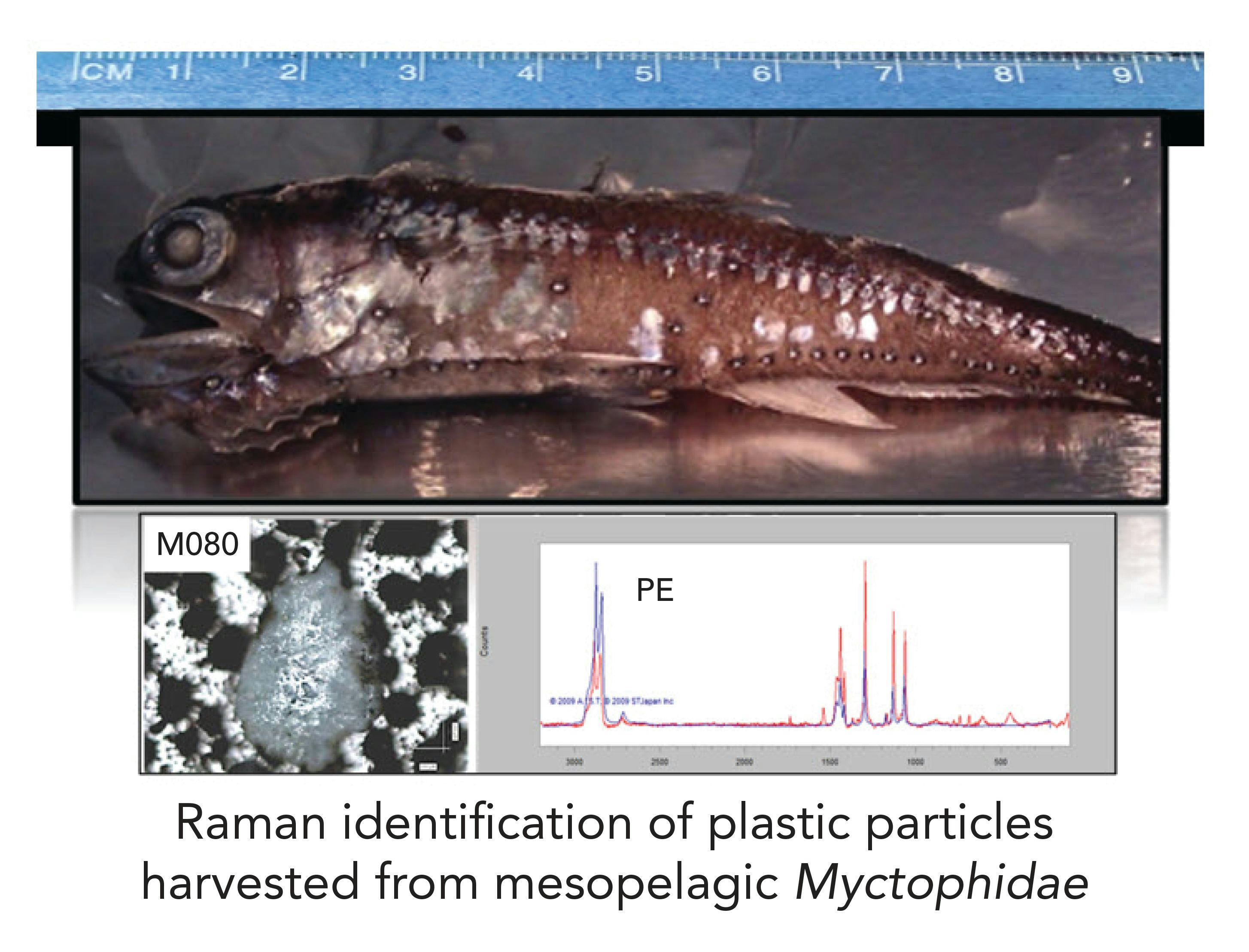 FIGURE 3: Plastic (PE) extracted from a 9 cm lanternfish (myctophid) in the Northern Pacific Ocean.