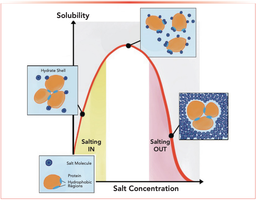 Figure 1: During dissolution in an aqueous solution, the polar regions of the water solvent are attracted to polar solutes. This graphic depicts the effect of increasing salt concentration on solute solubility, demonstrating the salting in and salting out effects, reproduced from reference (3).