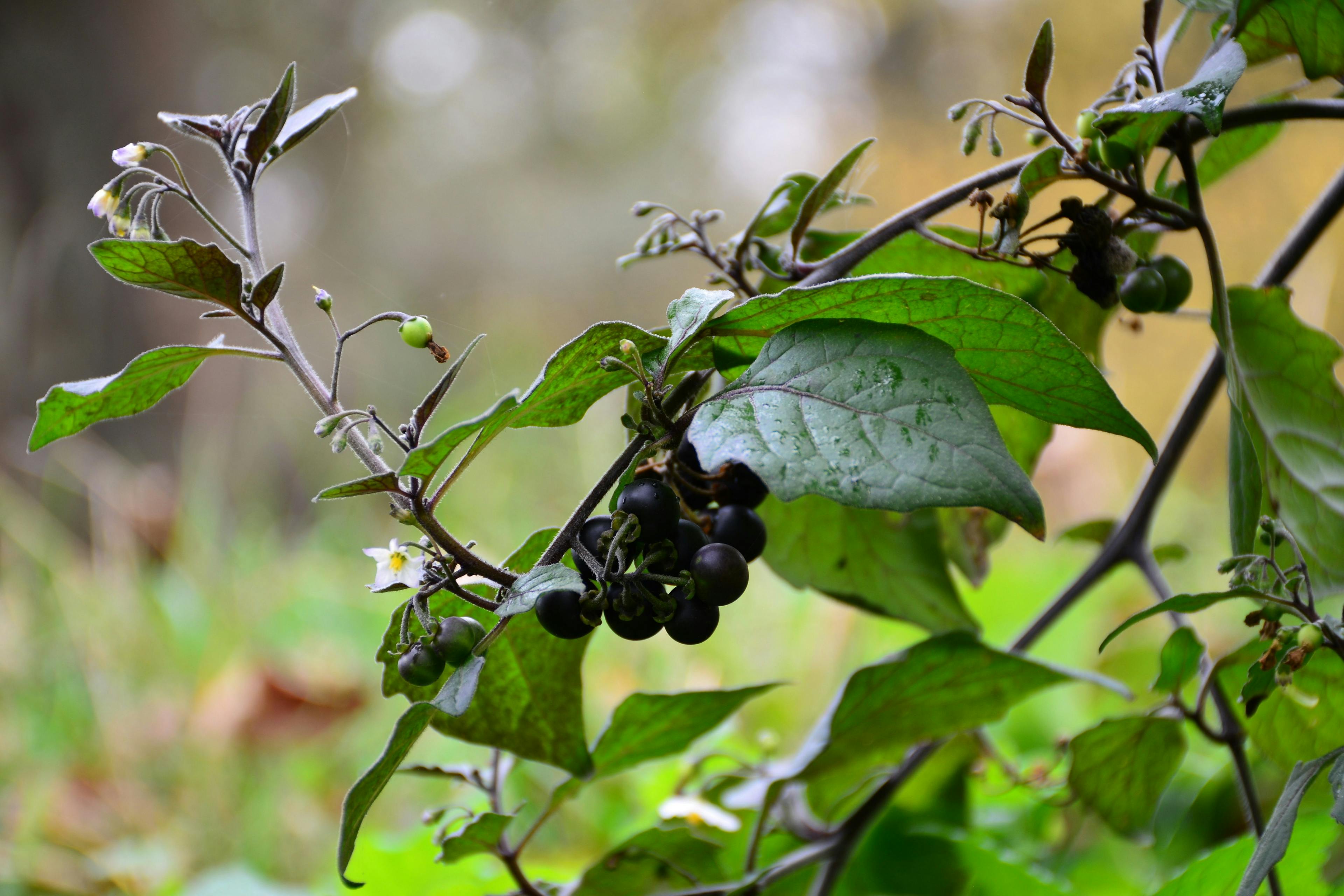 The nightshade (Solanum nigrum) continues to bloom until late autumn. | Image Credit: © Optimist - stock.adobe.com
