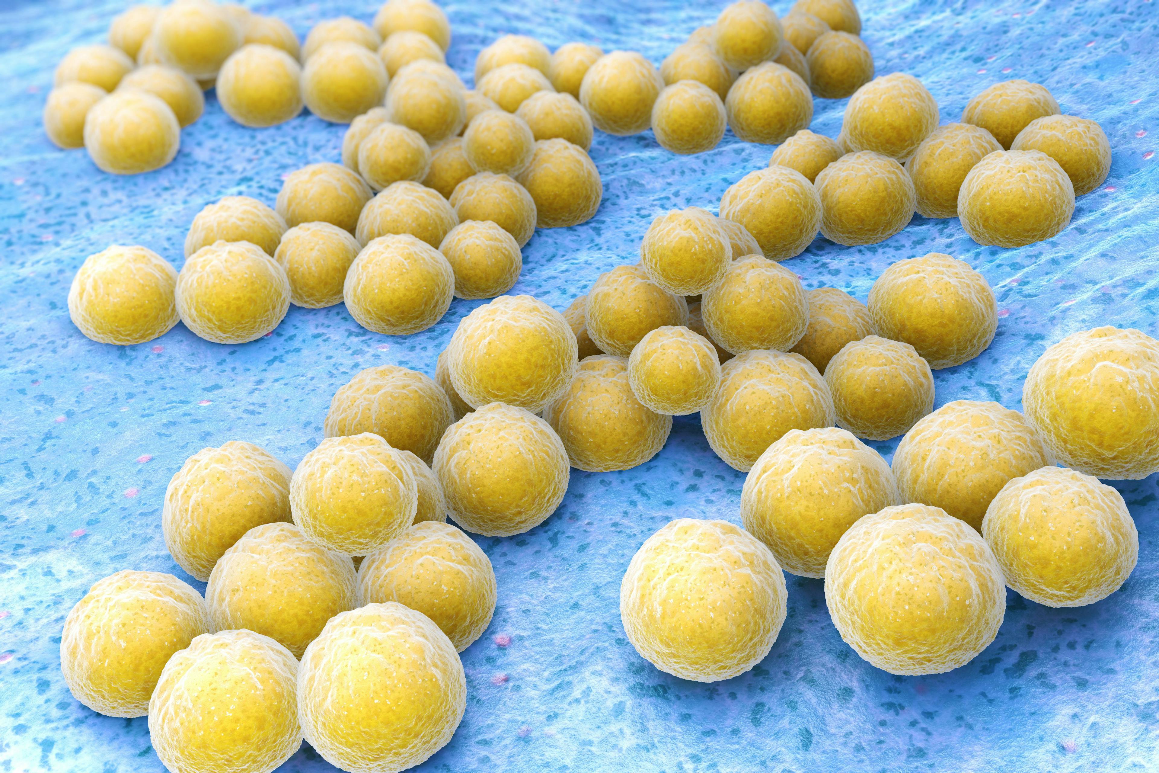Staphylococcus aureus | Image Credit: © Tatiana Shepeleva - stock.adobe.com