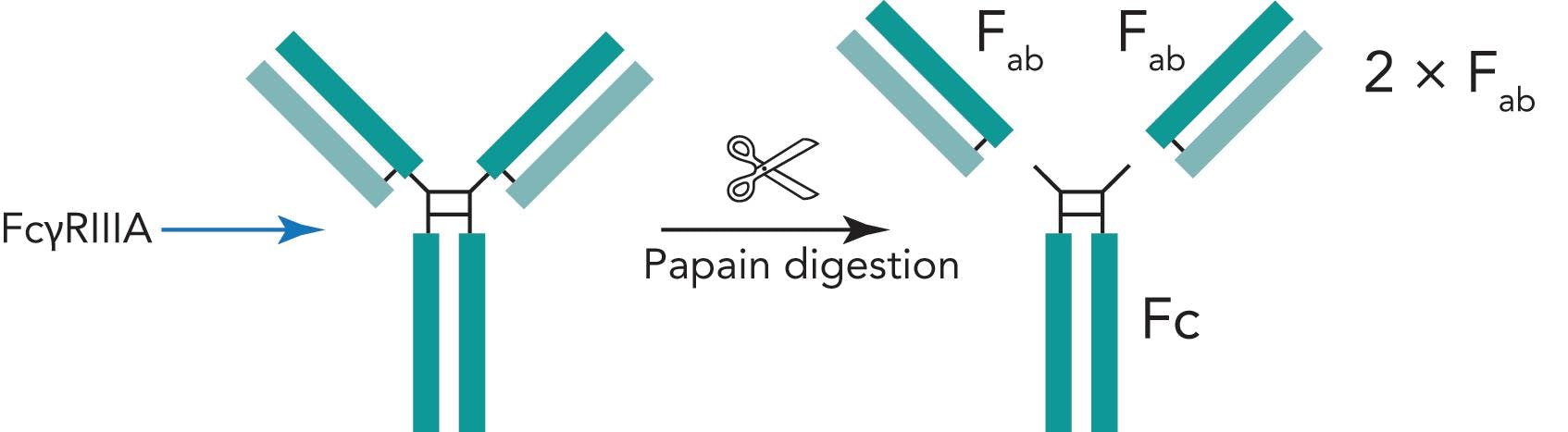 Figure 4: Schematic illustration of mAb fractionation by papain digestion