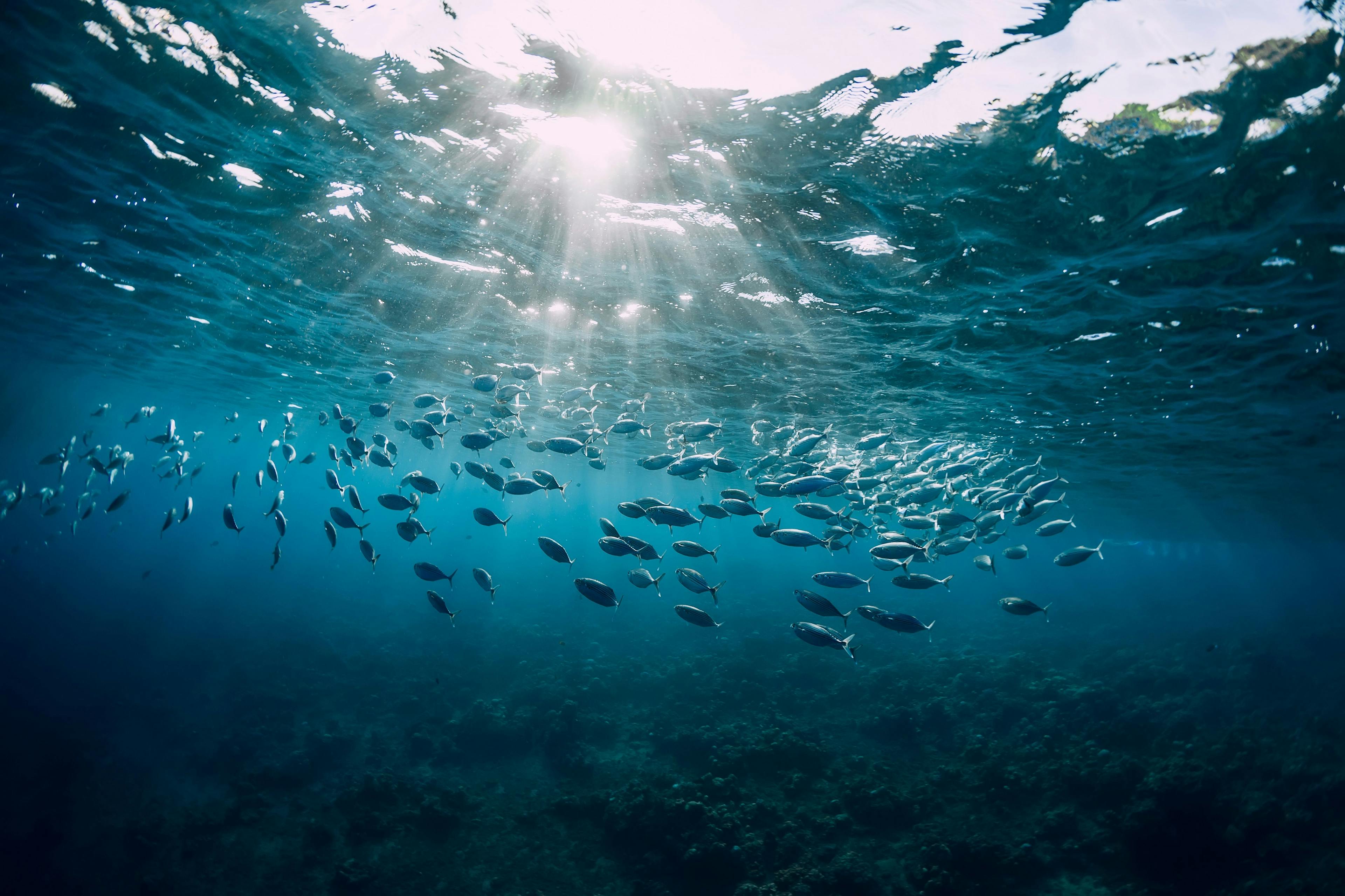 Underwater view with school fish in ocean. Sea life in transparent water | Image Credit: © artifirsov - stock.adobe.com