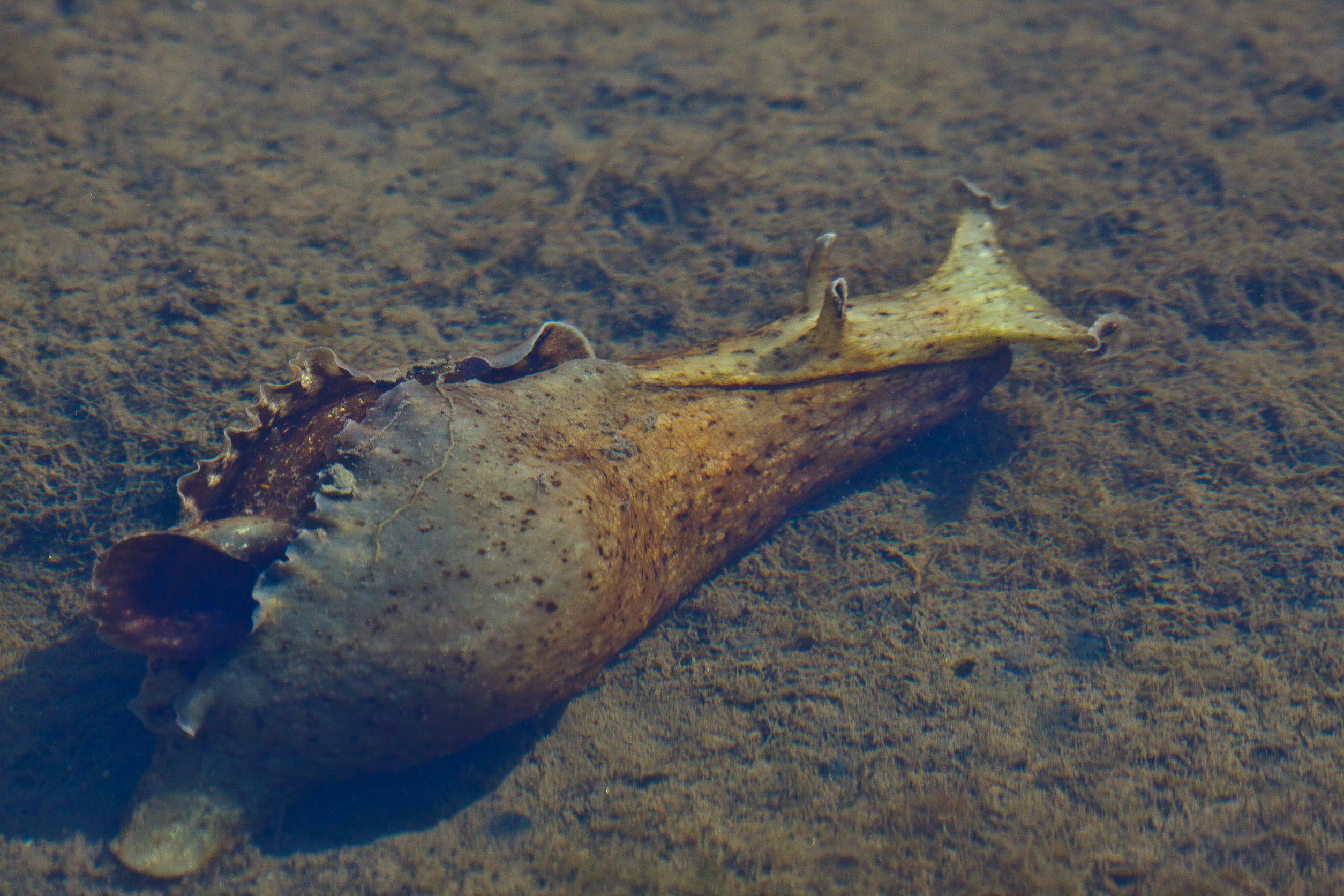 A wild California Sea Hare, Aplysia californica, a hermaphroditic species commonly used in laboratory research | Image Credit: © elharo - stock.adobe.com