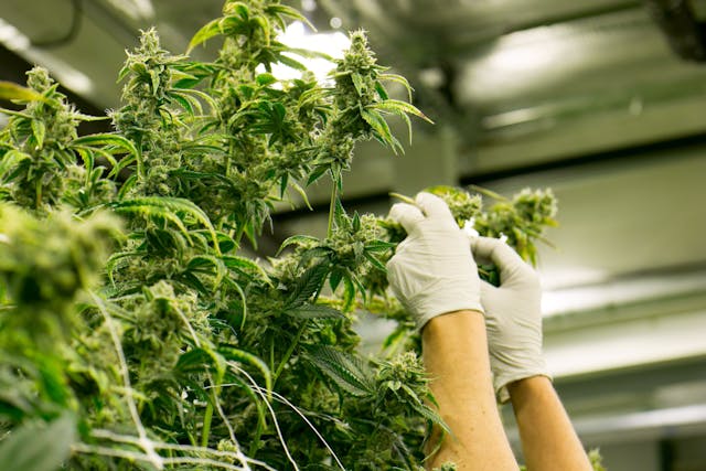 Hands Trim Cannabis Plant Marijuana Indoor Farm | Image Credit: © The Colonel - stock.adobe.com