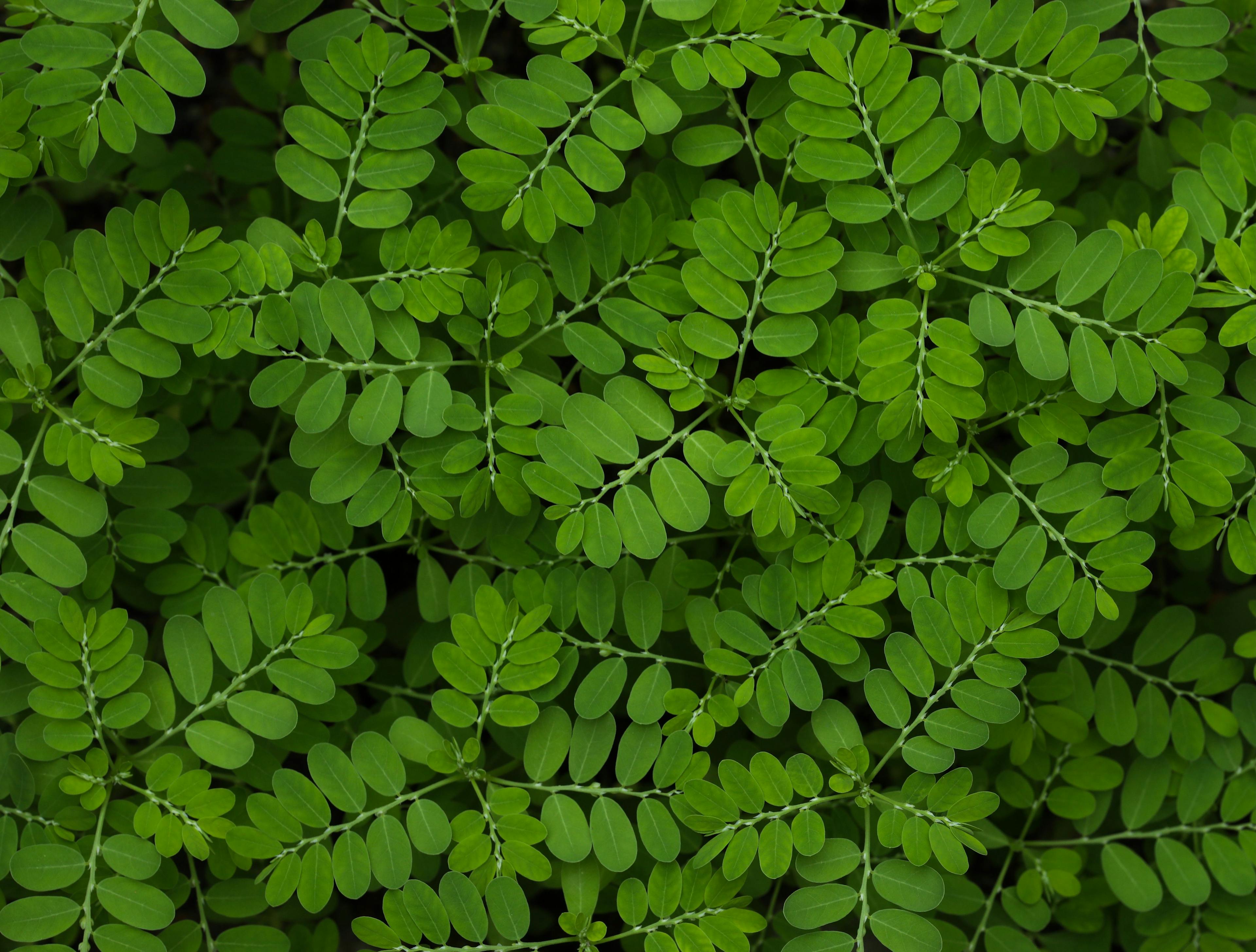 Green leaves closeup. | Image Credit: © Jalpa Malam - stock.adobe.com.