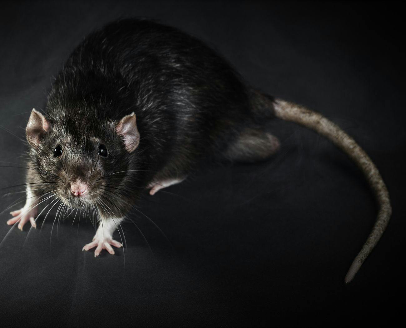 Investigating Rodenticide Poisoning Using LC–MS/MS