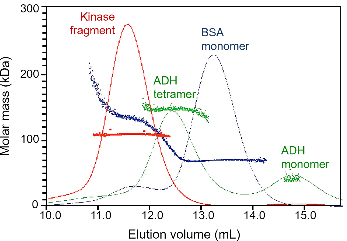 Figure 1: Molar mass, as determined by multi-angle light scattering, vs. elution volume of kinase fragment (red), bovine serum albumin (BSA, blue) and alcohol dehydrogenase (ADH, green). Molar masses deduced from the elution volumes of kinase fragment and ADH are shown to be misleading when compared with absolute molar masses from SEC-MALS.