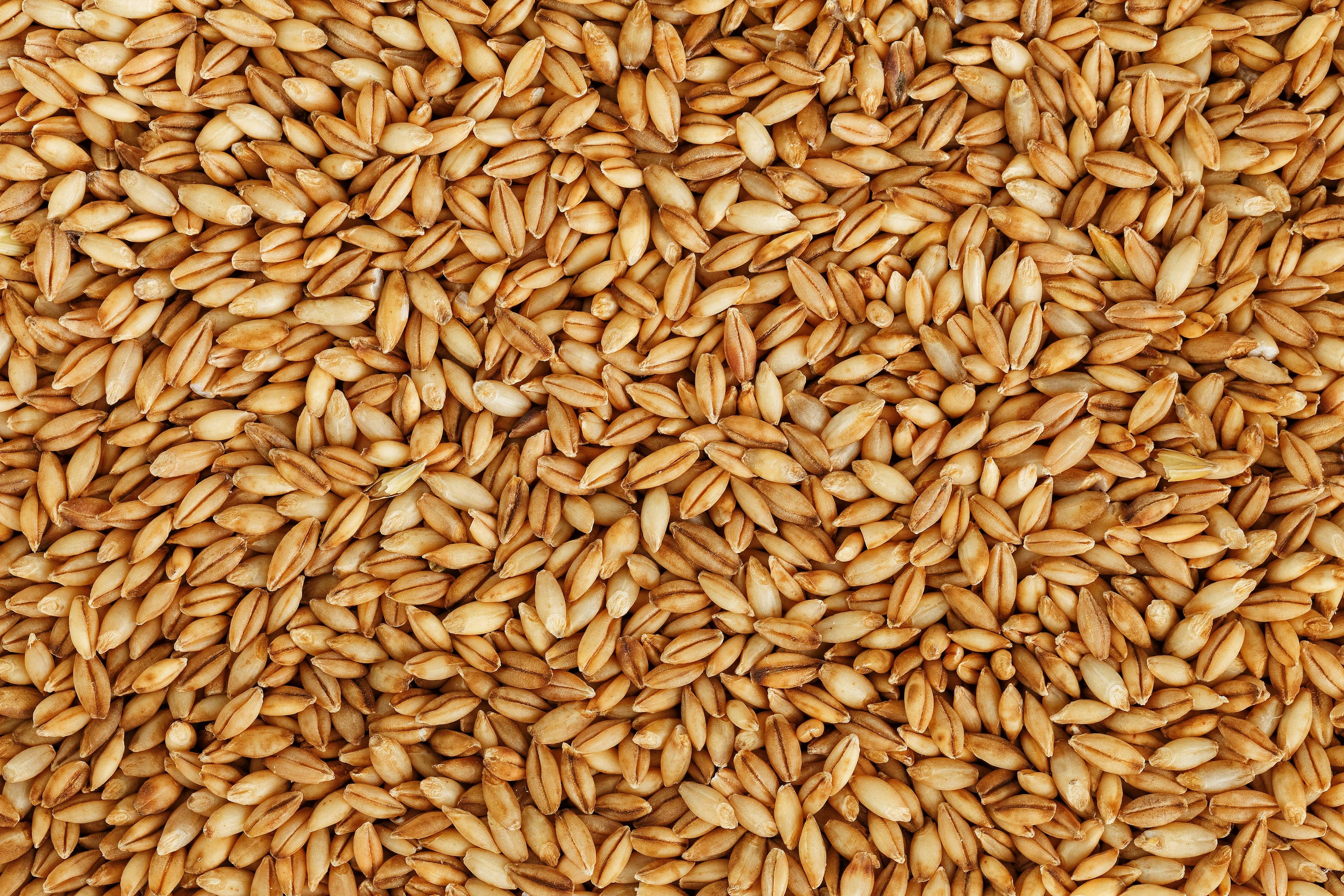 heap of pearl barley grains, vegetarian food | Image Credit: © Alexander - stock.adobe.com