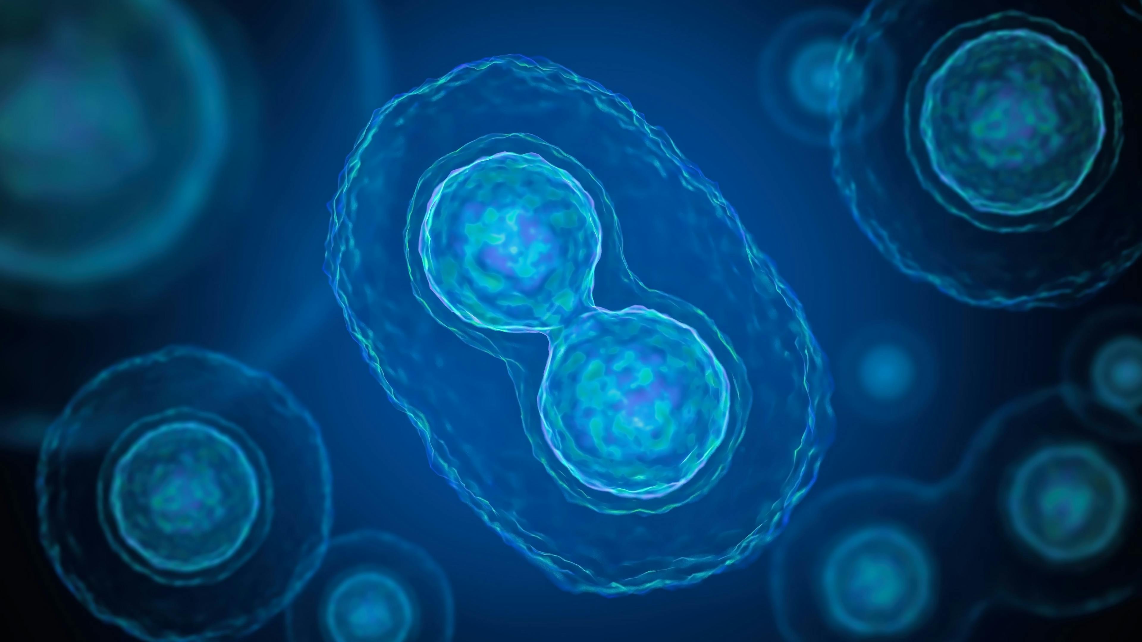 Mitosis - cell division of bacteria. 3D rendered illustration. | Image Credit: © vchalup - stock.adobe.com