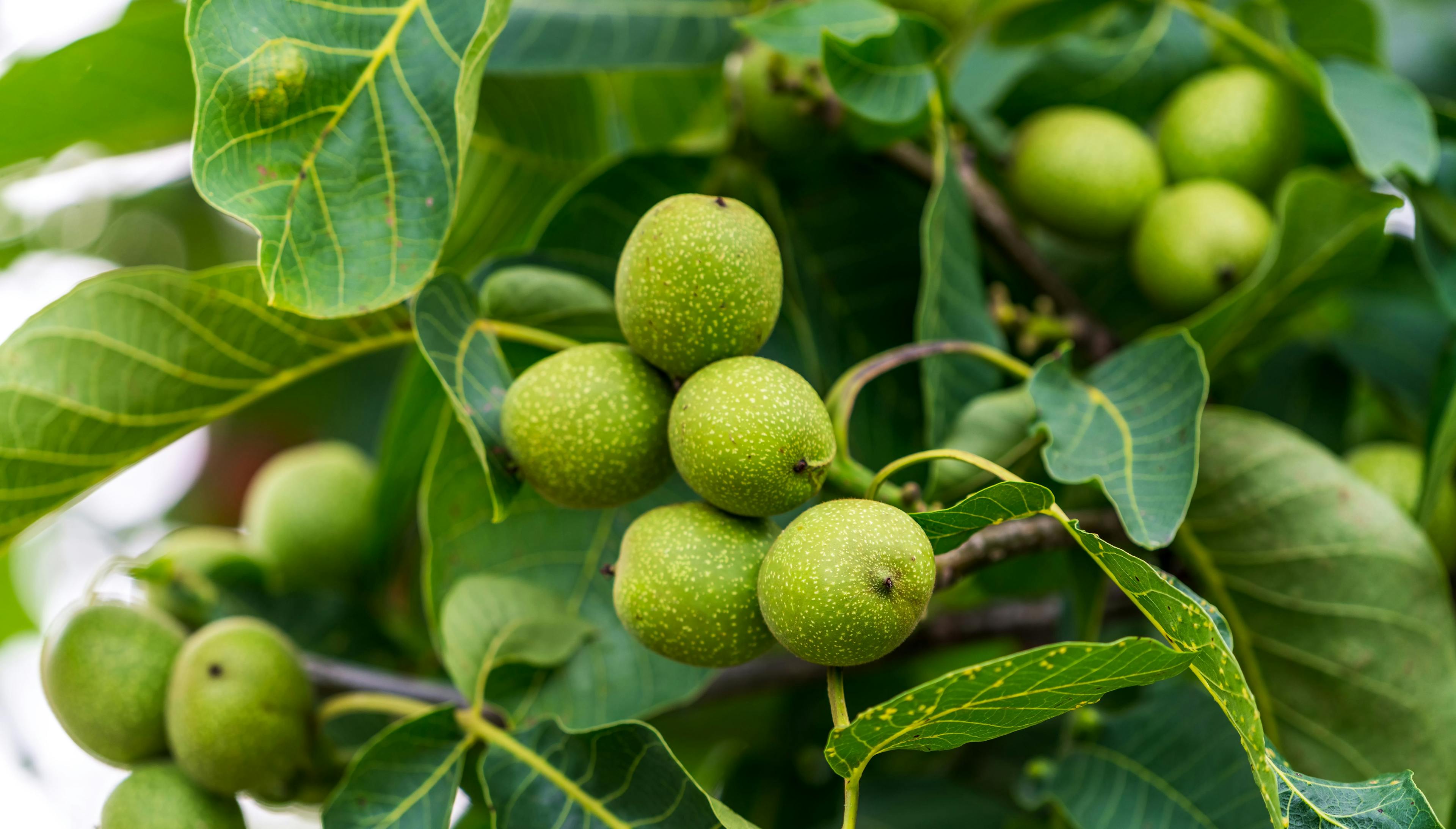Summer tree garden of nut. Branch of green walnuts. | Image Credit: © Vadim - stock.adobe.com